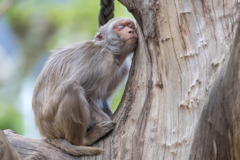 Zašto ljudi spavaju manje od majmuna