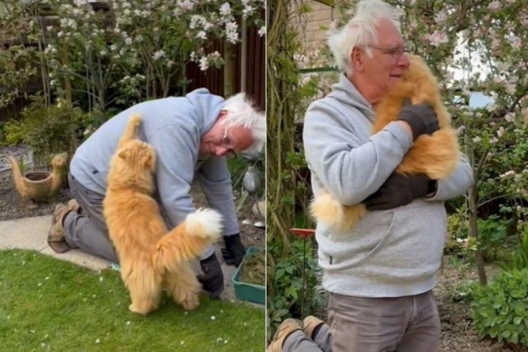Mačak traži od vlasnika da prekine sa poslom i da ga zagrli: Video koji je oduševio Tik-Tok (VIDEO)