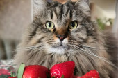 Mogu li mačke da jedu jagode?