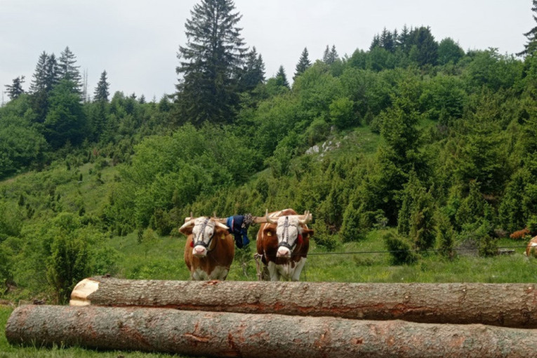 Specifičan višeboj:  Snagu i veštinu pokazuju i rabadžije i volovi (FOTO)