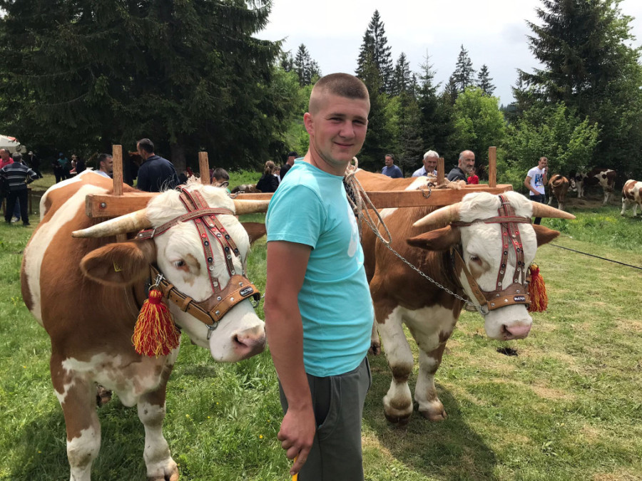 Specifičan višeboj:  Snagu i veštinu pokazuju i rabadžije i volovi (FOTO)