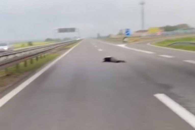 Potresna scena na auto-putu: Čovek pao sa nadvožnjaka? Saobraćaj potpuno stao (VIDEO)