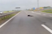 Potresna scena na auto-putu kod Batajnice: Čovek pao sa nadvožnjaka? Saobraćaj potpuno stao (VIDEO)