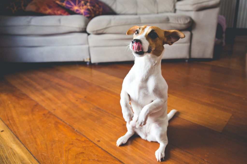 Zabavite se: Pet lakih trikova za pse koje vaš ljubimac može da nauči za manje od sat vremena (VIDEO)