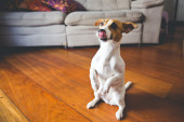 Zabavite se: Pet lakih trikova za pse koje vaš ljubimac može da nauči za manje od sat vremena (VIDEO)
