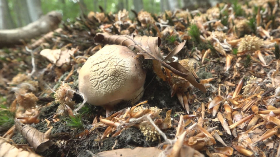 Milka je napustila centar Užica i napravila oazu na Jelovoj gori: Posvetila se izučavanju tajanstvenog sveta gljiva (FOTO)