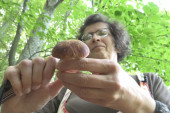 Milka je napustila centar Užica i napravila oazu na Jelovoj gori: Posvetila se izučavanju tajanstvenog sveta gljiva (FOTO)
