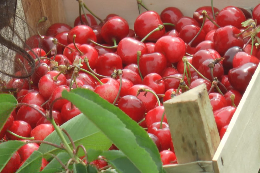 Na tezge stigli domaći crveni plodovi, voćari zadovoljni kvalitetom i već obezbedili plasman na domaće i strano tržište (FOTO)