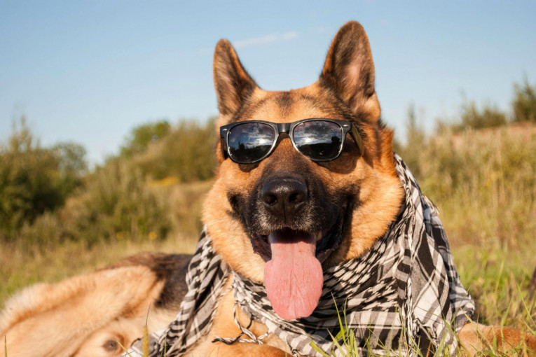 Četiri dragocena saveta koja će vam pomoći da vaš pas bude bezbedan na visokim temperaturama