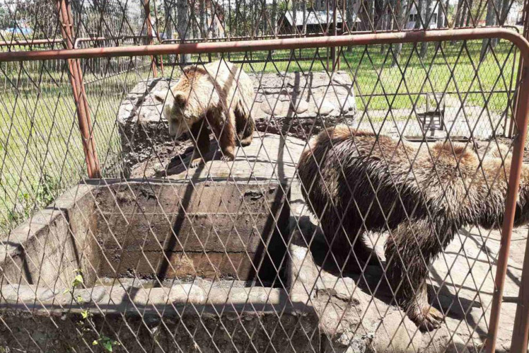Privrednik u Kraljevu bez dozvole i u kavezu držao dva strogo zaštićena mrka medveda (FOTO)