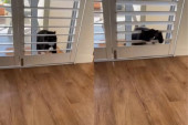Igre bez granica na mačeći način: Vlasnica joj postavila prepreku, ali je domišljata maca, ipak, stigla do cilja (VIDEO)