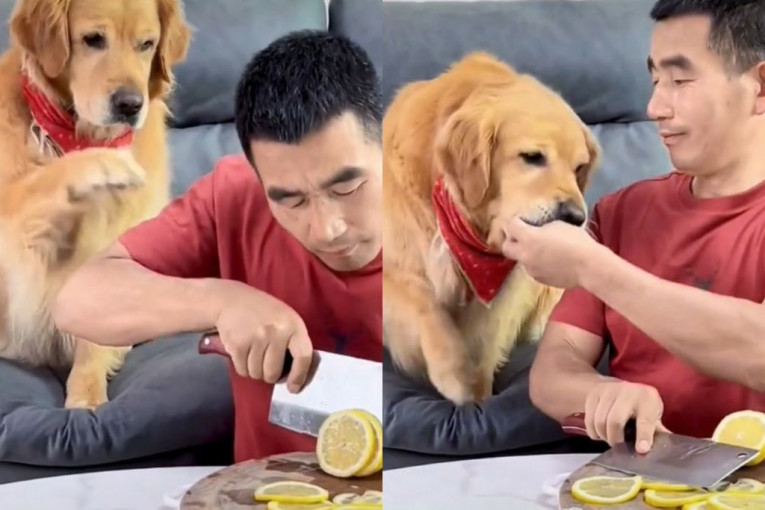 Vlasnik dao psu da proba kolut limuna, pa zažalio - reakcija tera suze smejalice na oči (VIDEO)