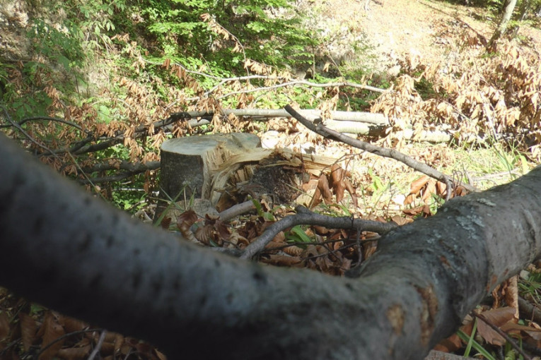 Ekocid na Rudniku: Uništavaju zdravo drveće, stanovnici zabrinuti
