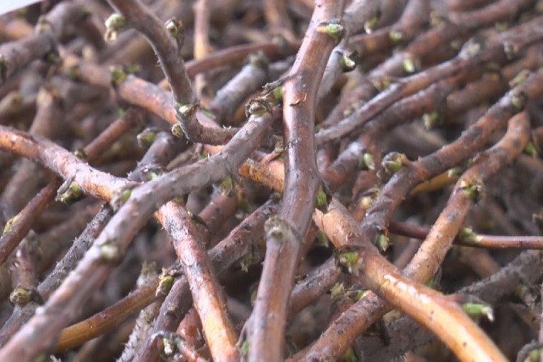 Malinari se kunu u ovu sortu: Raste brže nego uobičajena, kupovinu finansira Minisarstvo poljoprivrede