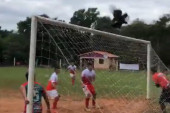 Ovo još niste videli! Kako je vrana uticala na rezultat jedne utakmice u Paragvaju (VIDEO)