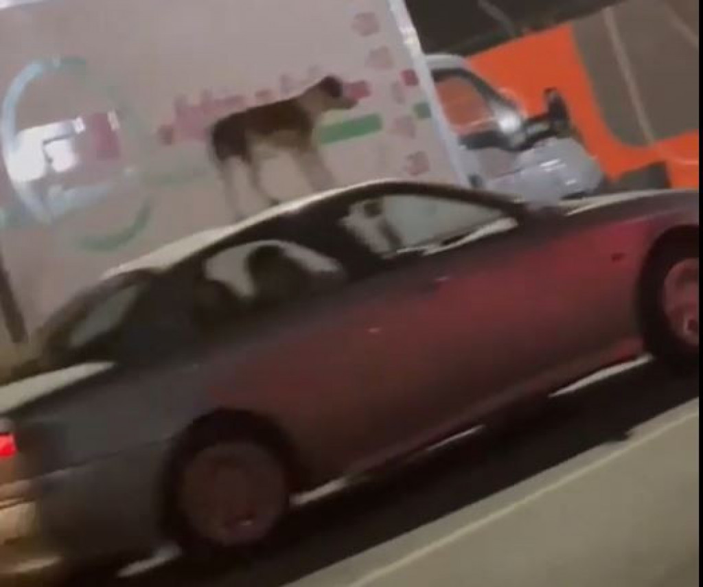 Ovakva pokretna reklama vam treba: Beograđani šokirano gledali u prizor na Adi! (FOTO)