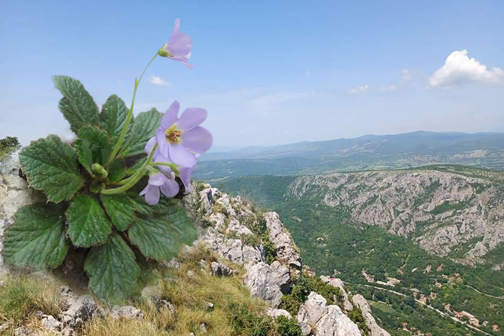 Ovaj cvet raste u ovo doba godine i simbol je srpskog naroda: Ime je dobio po kraljici, a njegova lekovita dejstva su nestvarna! (FOTO)