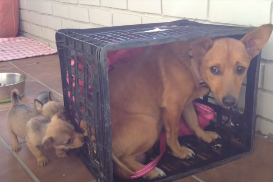 Slomljena mama se razbolela od tuge za svojim štencima, a onda ih je ugledala iza sebe (VIDEO)