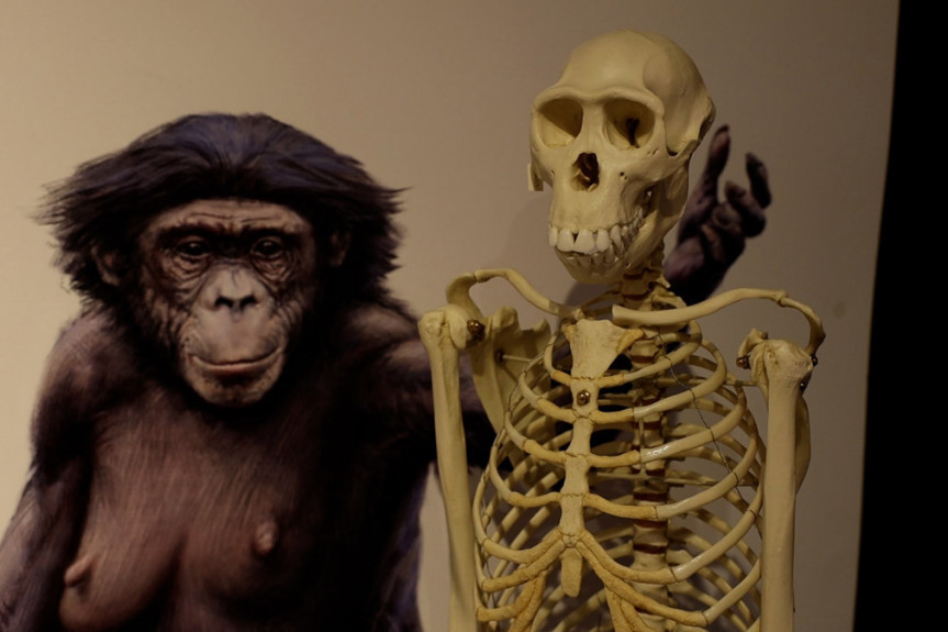 Naš naučnik otkriva odgovor na večno pitanje: Šta ako je Darvin pogrešio i čovek nije nastao od majmuna? (FOTO/VIDEO)