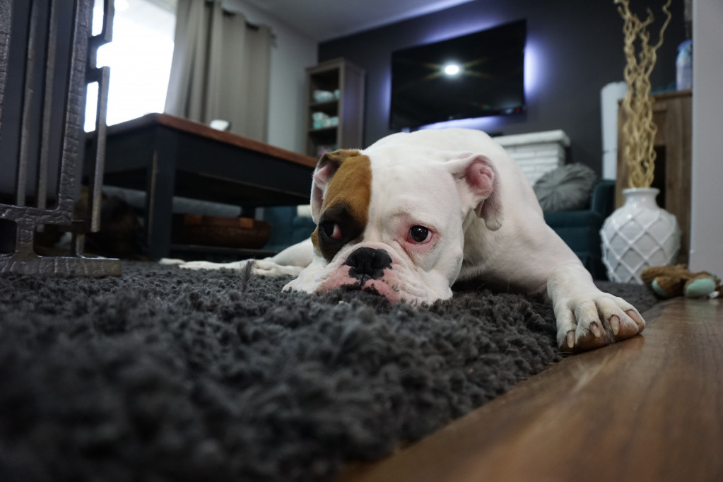 Dešava se i najboljima: Kako da uklonite pseću mokraću i neprijatan miris iz tepiha