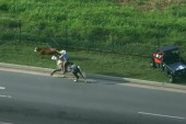 Krava jurila auto-putem, kauboj bacio laso i savladao je: Prizor kao iz vesterna (VIDEO)