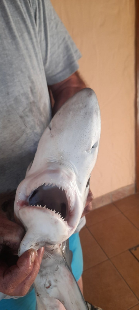 Ulovio sam malu ajkulu, a onda je izronila još veća, bilo je kao u filmu: Emil nikada neće zaboraviti taj dan (FOTO)