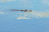 Užas i jeza! Ženu ubio aligator: Držao njeno telo u čeljustima i nije hteo da je pusti!