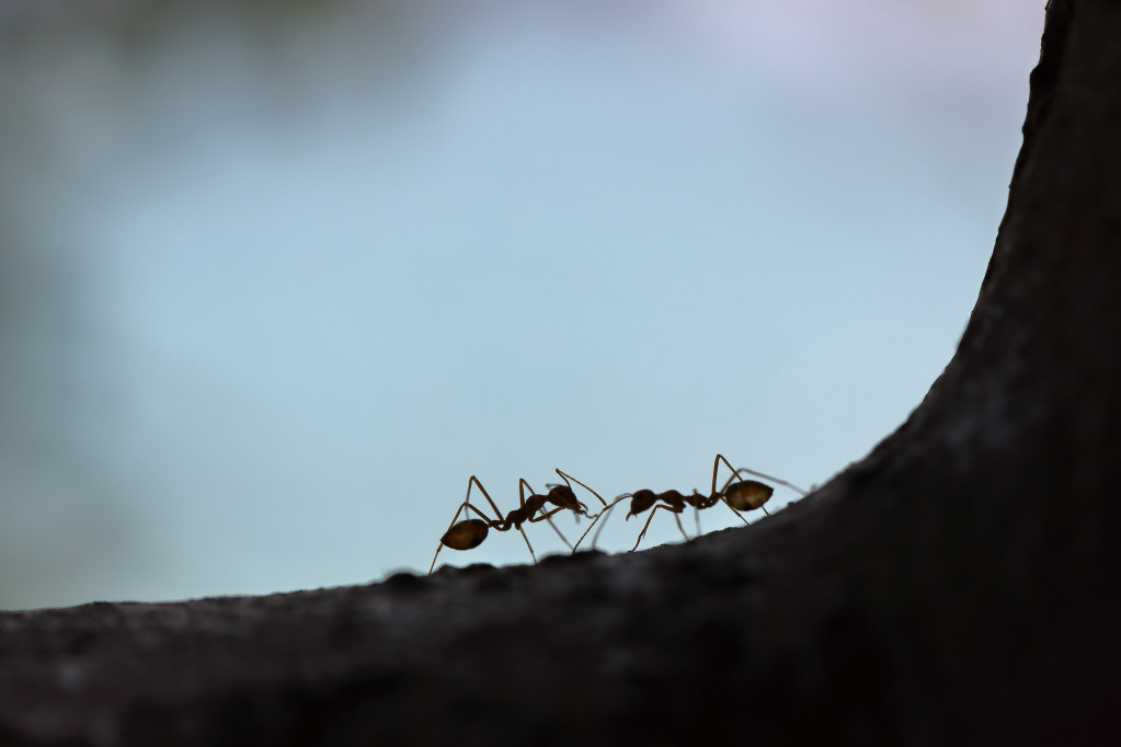 Kako se otarasiti mrava u automobilu - uradite to jednom, ali uradite dobro