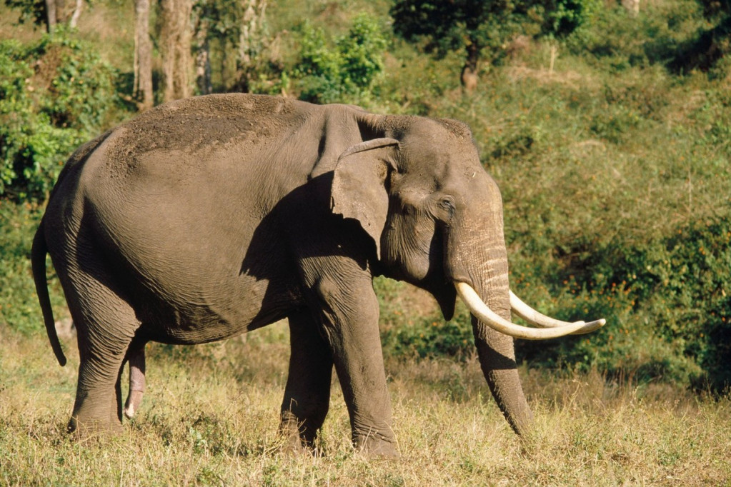 Slonovi i ljudi imaju slične karakteristike u ponašanju