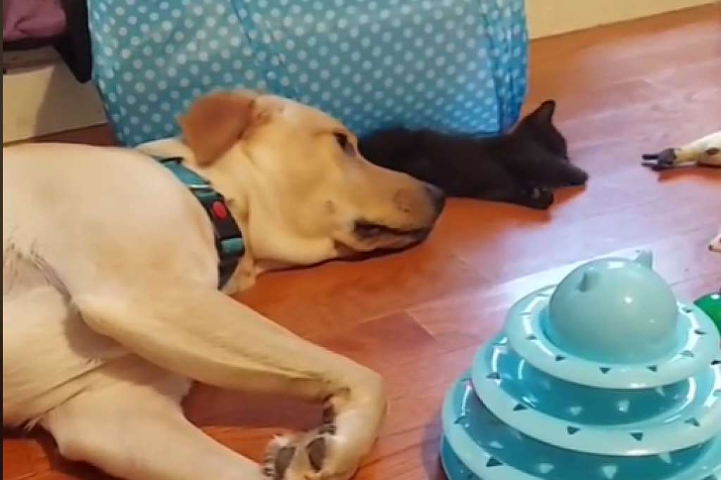 Pas neumorno sakriva novo mače od porodice kako niko drugi ne bi mogao da se igra sa njim (VIDEO)