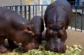Pred njima je prava gozba: Pogledajte kako doručkuje porodica nilskih konja u Beo zoo-vrtu (VIDEO)