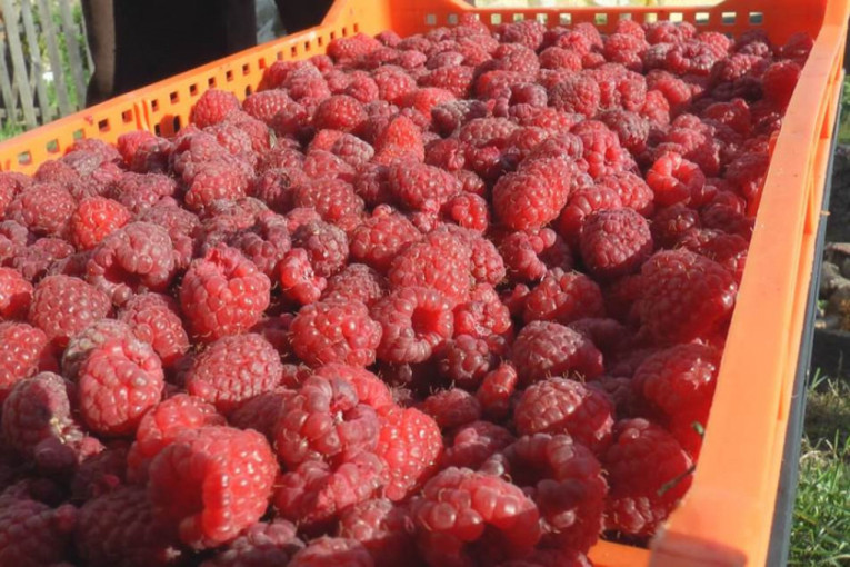 Britanija je surovo tržište, srpski voćari nekoga moraju da izguraju sa police