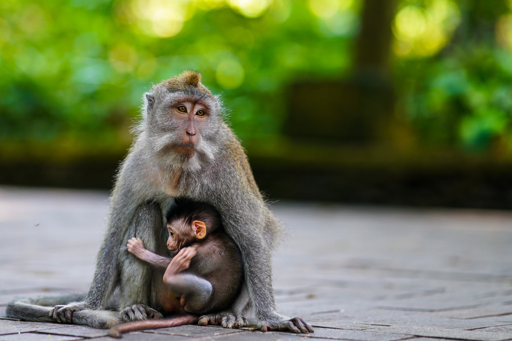 Majmun je došao pravo pred lekarsku ordinaciju tražeći pomoć za svoju bebu (VIDEO)