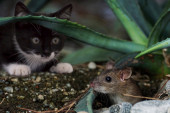 "Neobična epizoda Toma i Džerija": Umesto da otera pacova, mačka svojim postupkom nasmejala korisnike društvenih mreža (VIDEO)