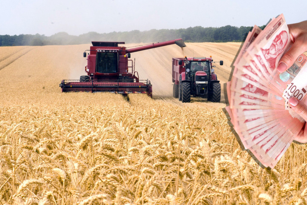 Država odredila cenu: Robne rezerve kupuju 130.000 tona pšenice