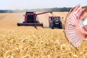 Vlada odobrila otkup 50.000 tona pšenice od malih proizvođača: Cena 28 dinara