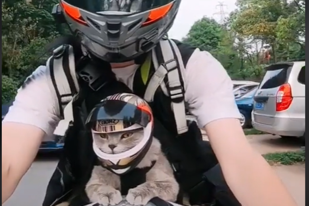Mačka zbog koje gori internet: Ima pravu pravcatu kacigu i obožava brzu vožnju (VIDEO)