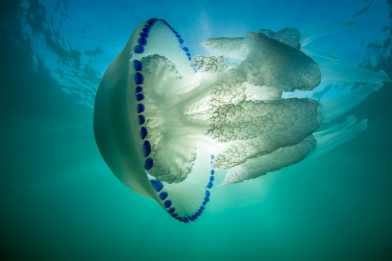 Uočena opasna meduza u komšiluku! Ako letujete na Jadranskom primorju budite obazrivi (VIDEO)