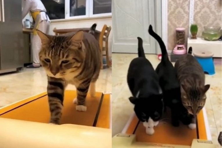 U ozbiljnom treningu: Mačke zauzele traku za trčanje, pa dobrano poradile na kondiciji (VIDEO)