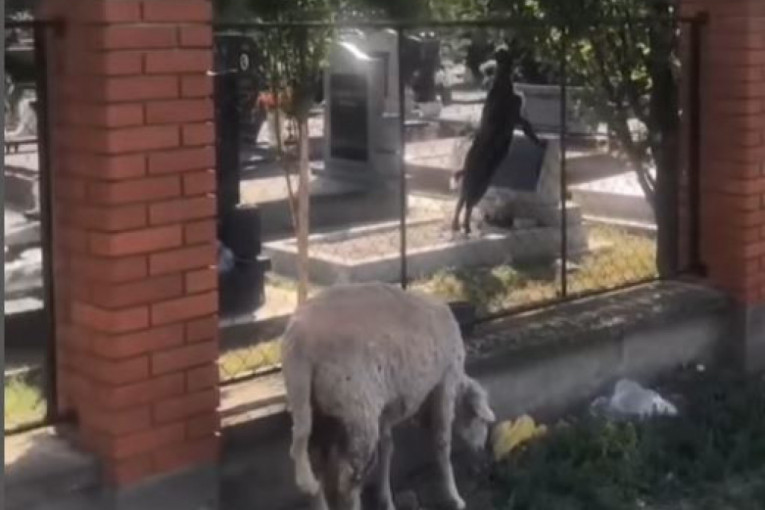 Meštani Veternika očajni! Koze i ovce okupirale groblje: Vlasnik ih pušta da pasu, one se penju i na grobove - Inspekcija ćuti? (VIDEO)