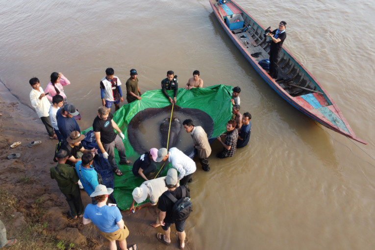 Čudo u Kambodži: Ribolovci ulovili najveću slatkovodnu ribu! (FOTO)