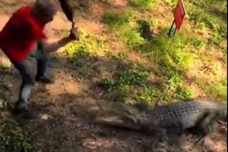 Tiganjem protiv krokodila - šta mislite ko je pobedio? Urnebesan snimak iz Australije! (VIDEO)