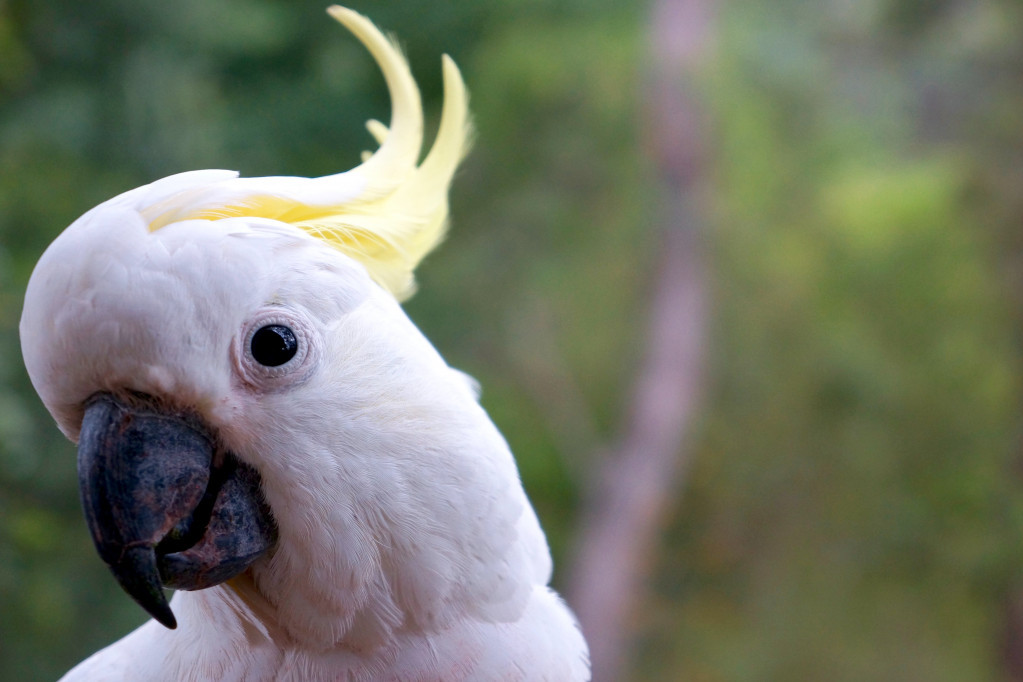 Obožavaćete ovog papagaja: Prelepi beli kakadu novi prateći vokal Kejti Peri (VIDEO)