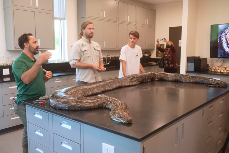 Biolozi su uhvatili džinovskog pitona,  a kada su otvorili njegovu utrobu ostali su u šoku