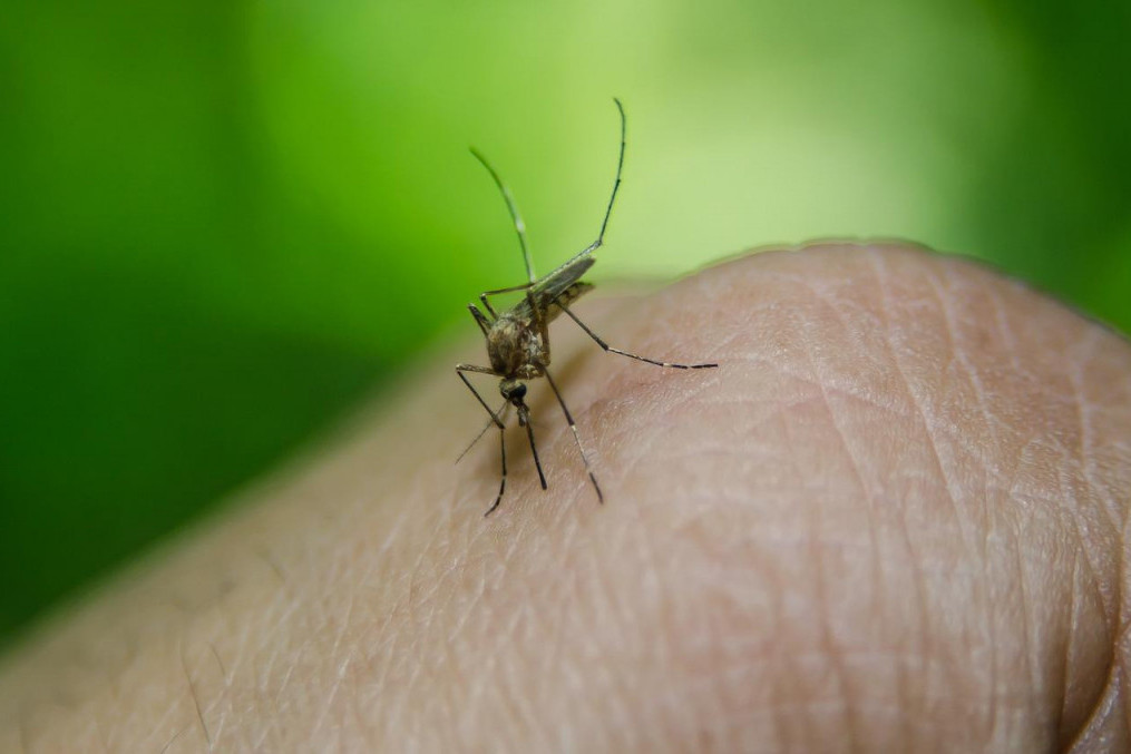 24SEDAM VALJEVO Suzbijanje larvi komaraca