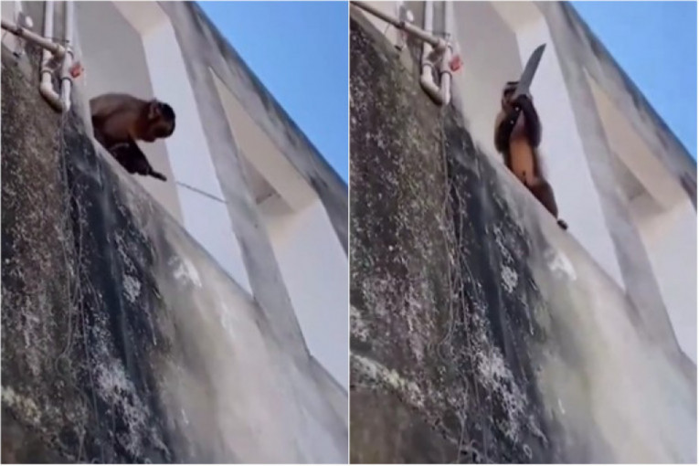 Majmun naoružan nožem terorisao meštane gradića, ali su uspeli da ga uhvate (VIDEO)