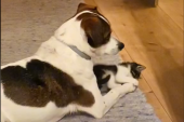Nakon što je ostao bez sestre, pas upoznaje novu drugaricu macu koju odmah grli i ljubi (VIDEO)