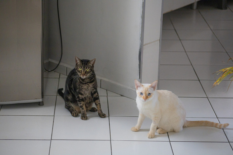 Sve četiri uvis: Od ove dve mačke možete naučiti kako se uživa (VIDEO)
