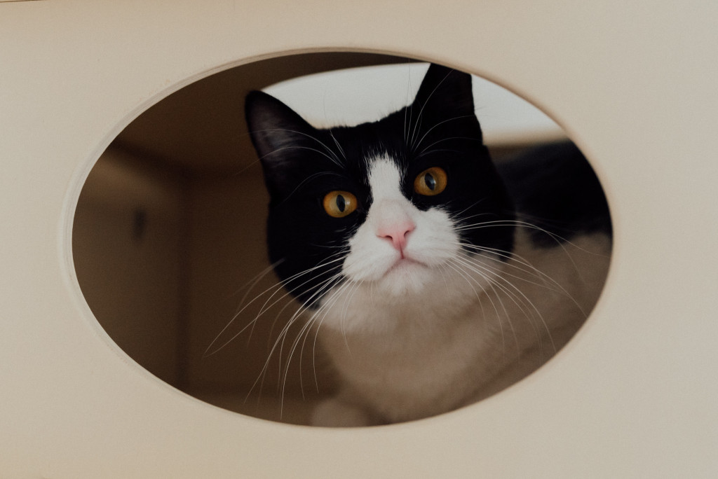 Zašto mačke prate vlasnika u stopu: Ako ide s vama čak i u WC, evo šta vam poručuje