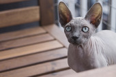 Mačka pobegla iz veterinarske ordinacije, ljudi je porede s iluzionistom Hudinijem
